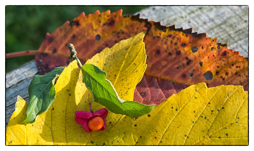 Autumn Colours