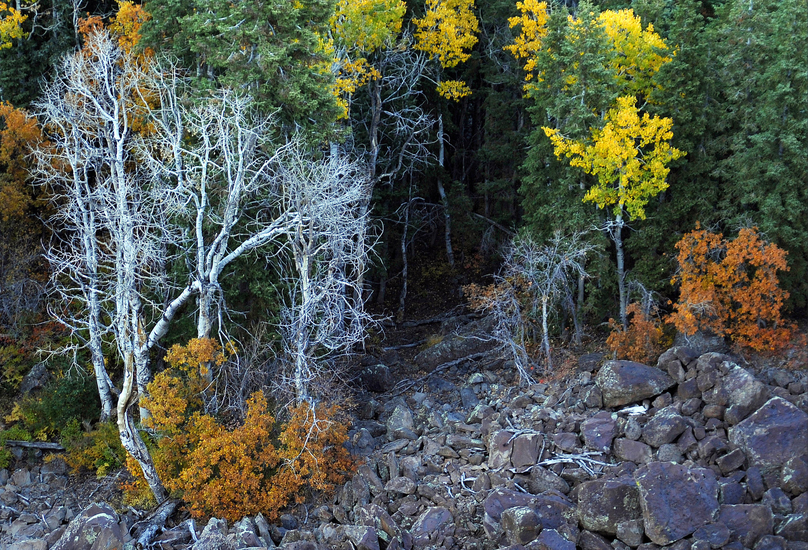 Autumn Colours