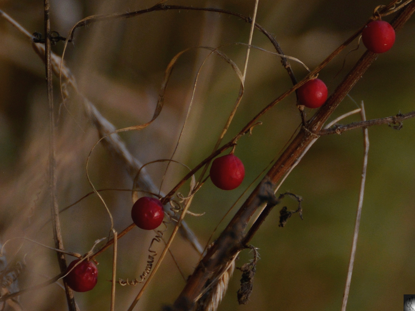 Autumn Colours