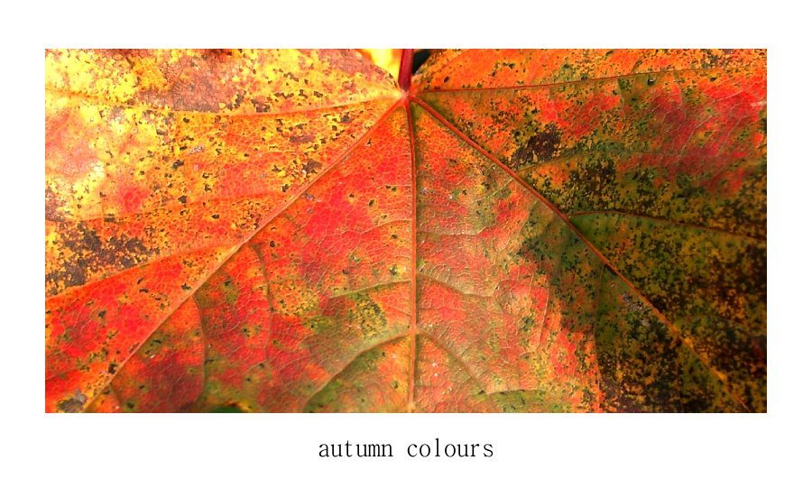 autumn colours