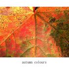 autumn colours