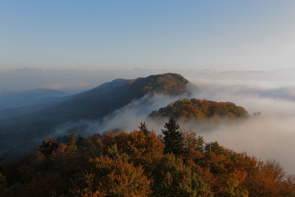 Autumn colours and fog