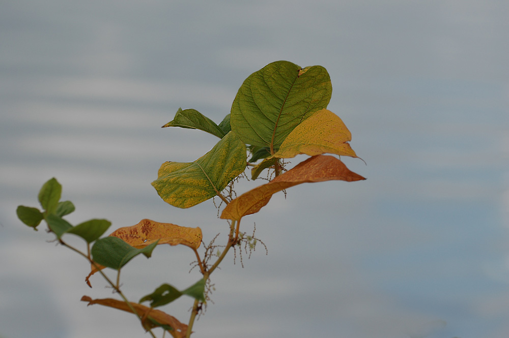 autumn colours