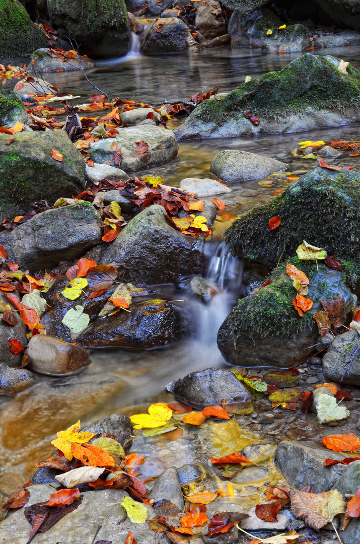 Autumn colours...