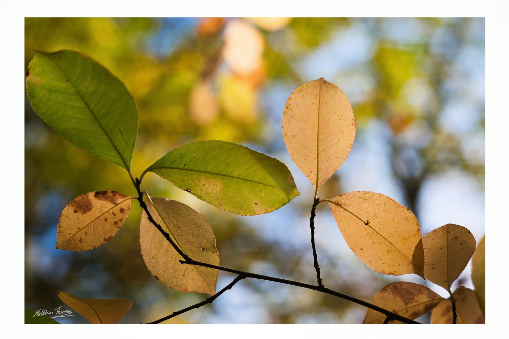 Autumn colours