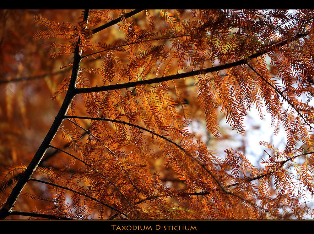 Autumn Colours