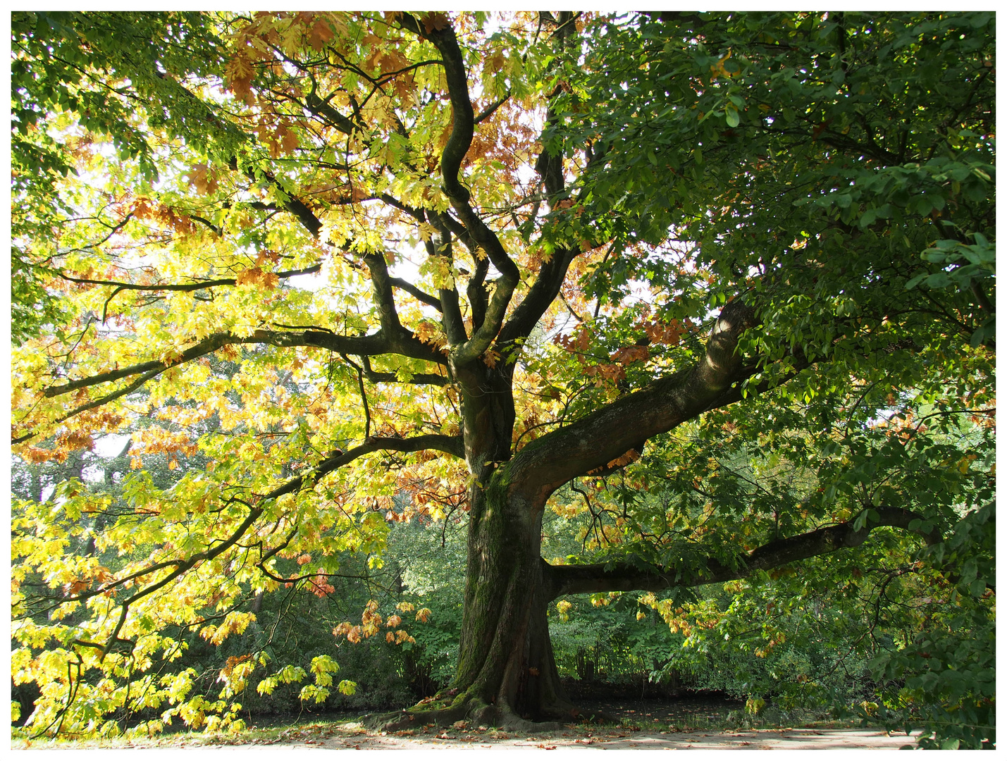 Autumn colours