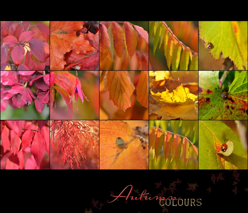 Autumn colours ..