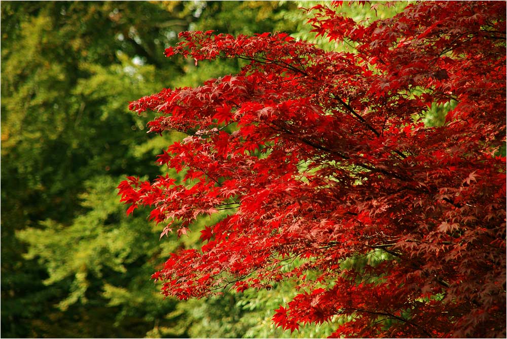 Autumn colours - Herbstfarben