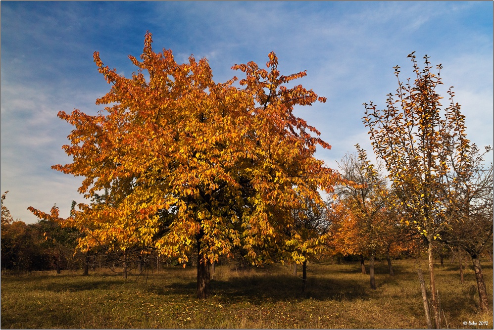 Autumn Colours I