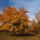 Autumn Colours I