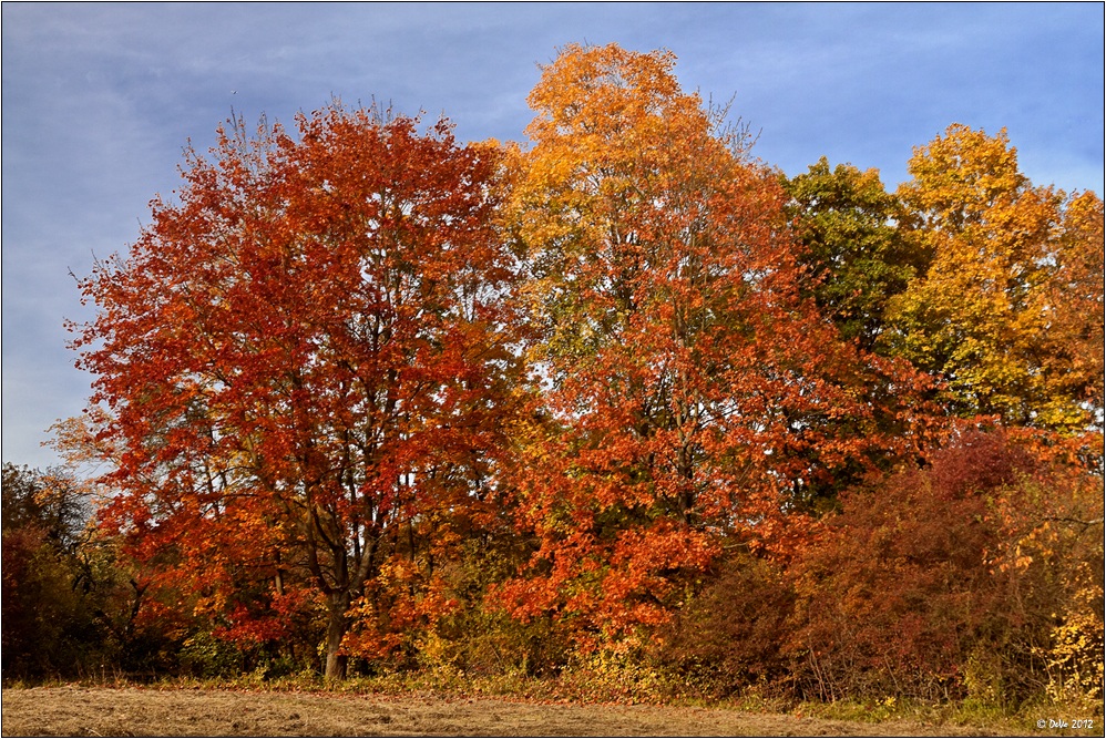 Autumn Colours II