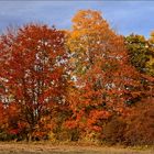 Autumn Colours II