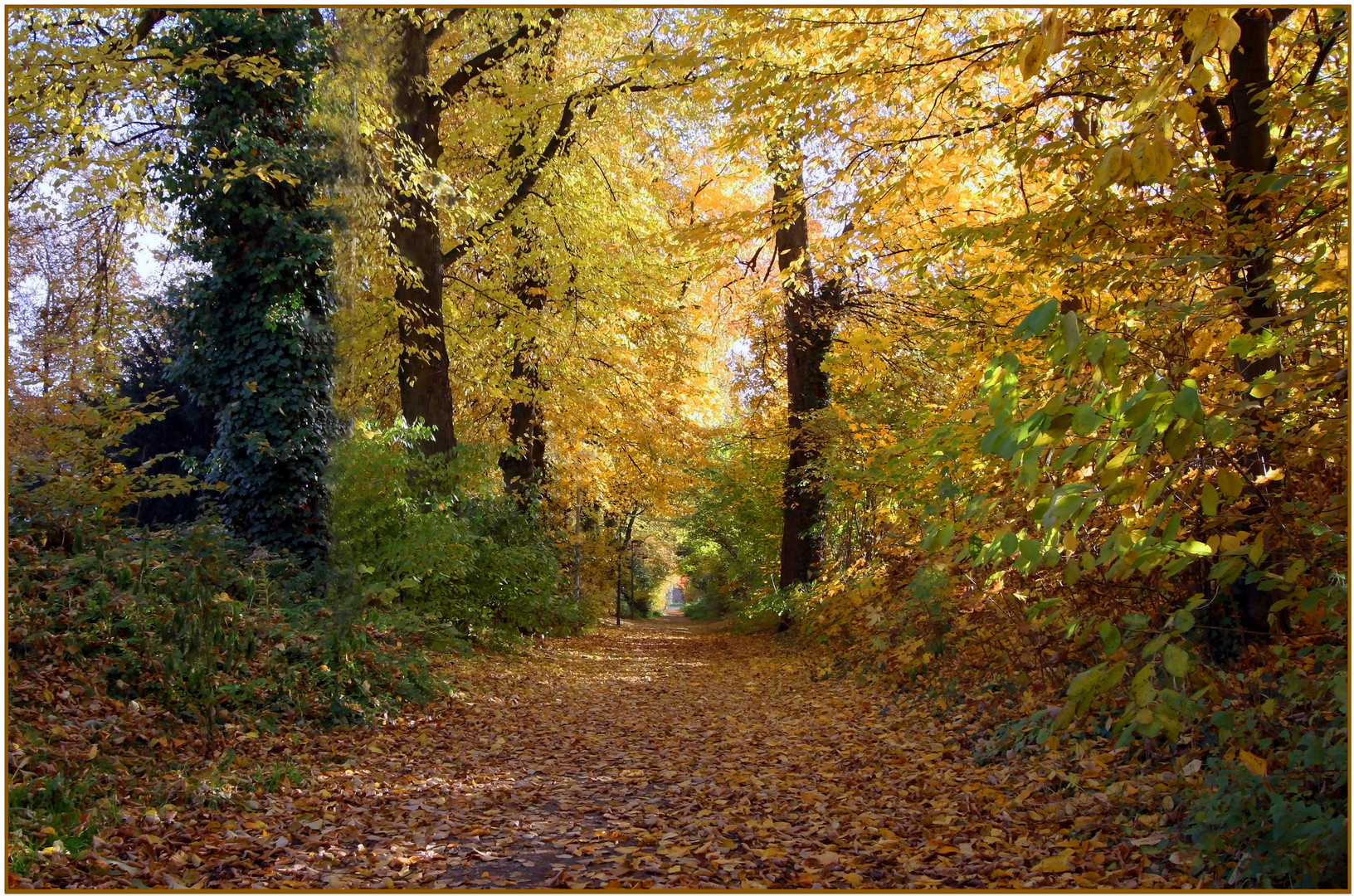 Autumn colours on my way