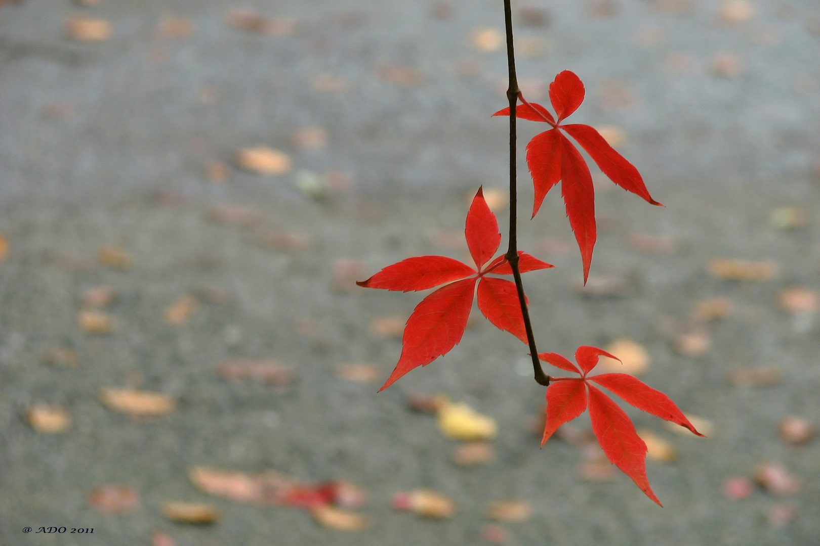 Autumn Comes to Vancouver (2)