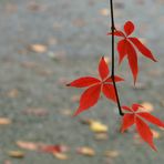 Autumn Comes to Vancouver (2)