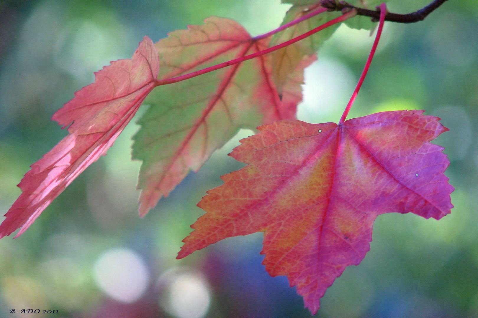 Autumn Comes to Vancouver (5)