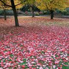 Autumn Comes to Vancouver (6)