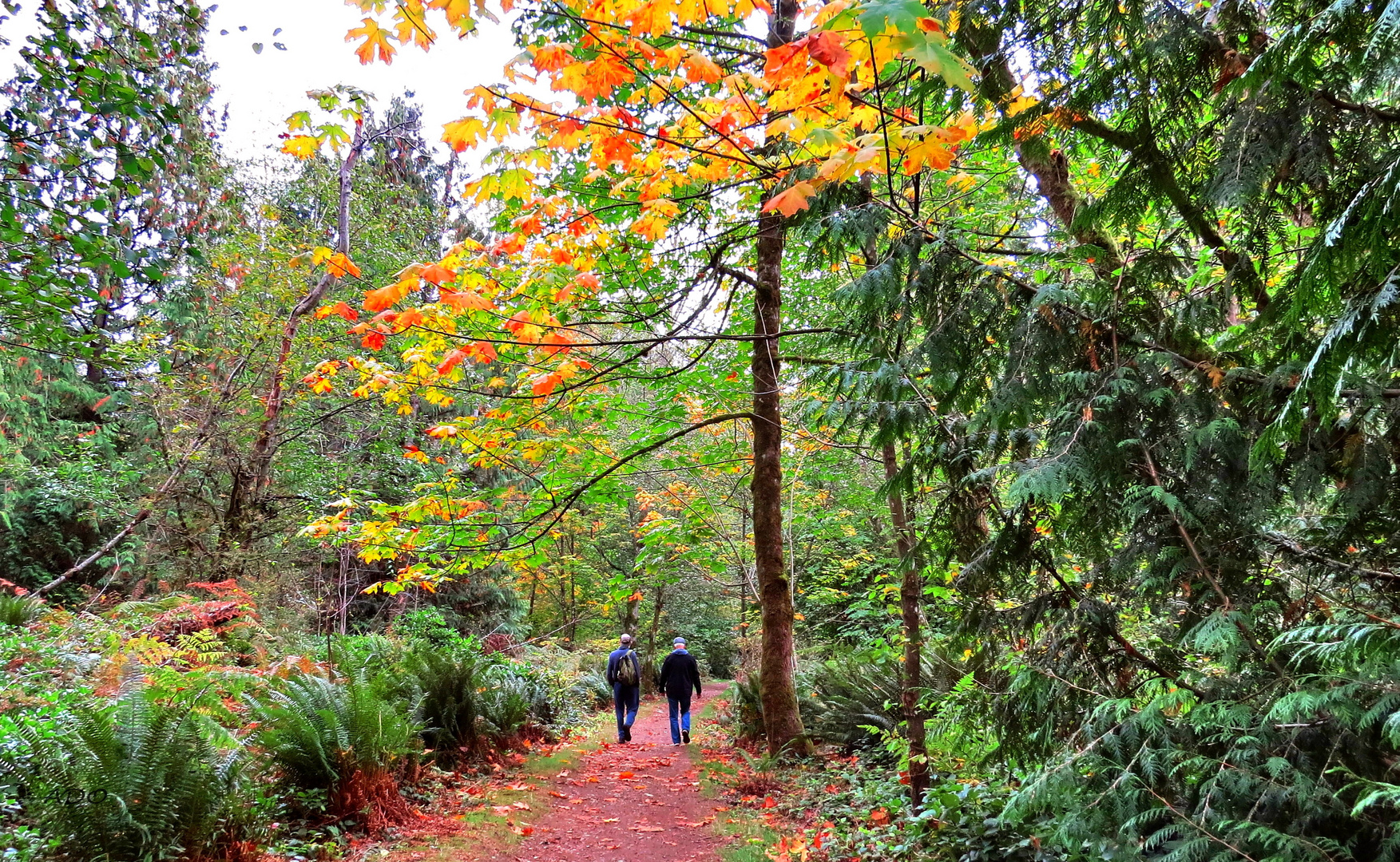 Autumn Comes to Vancouver