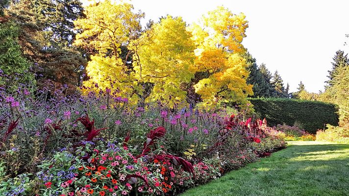 Autumn comes to VanDusen Gardens