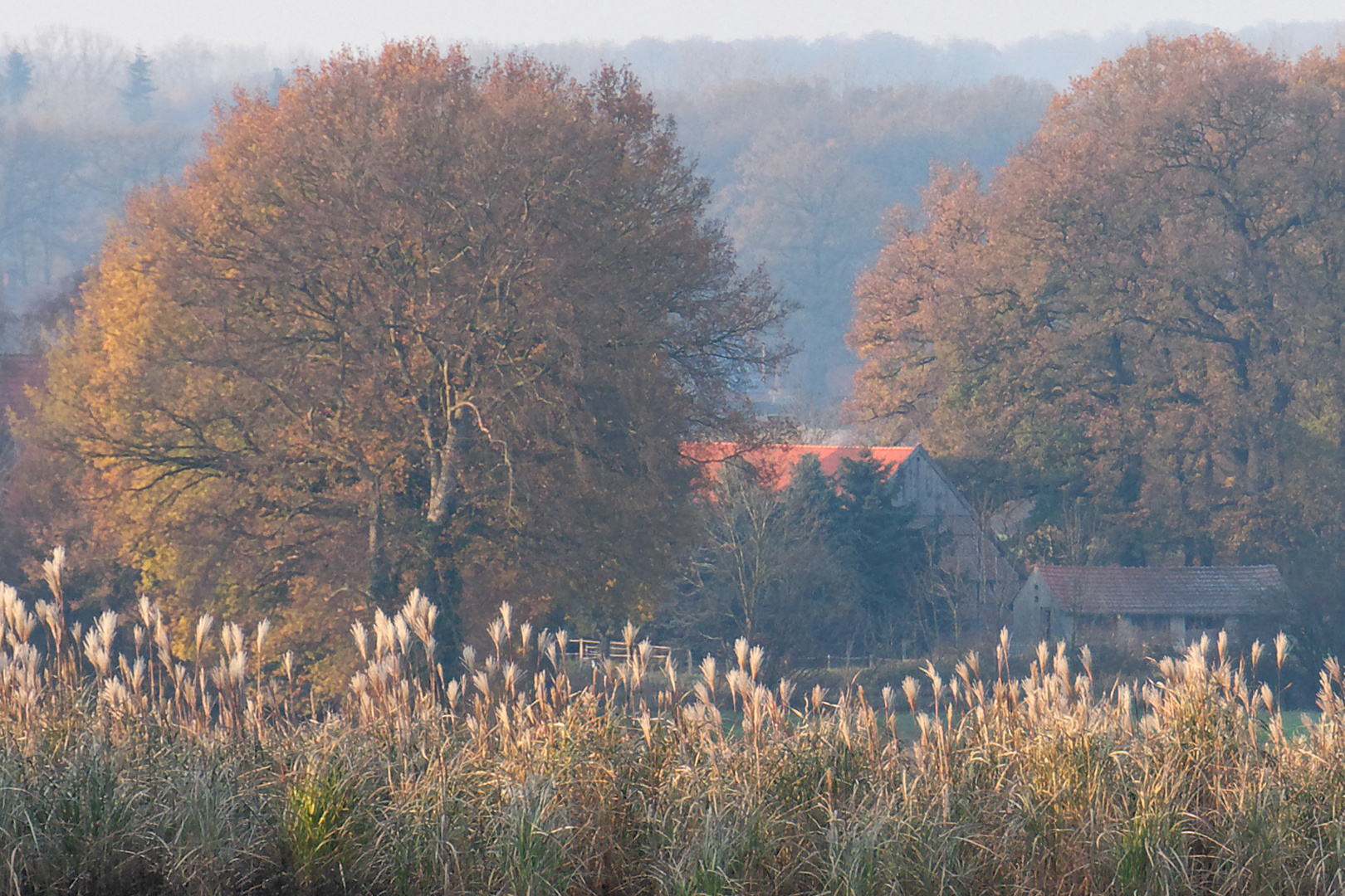 Autumn coulored Münsterland