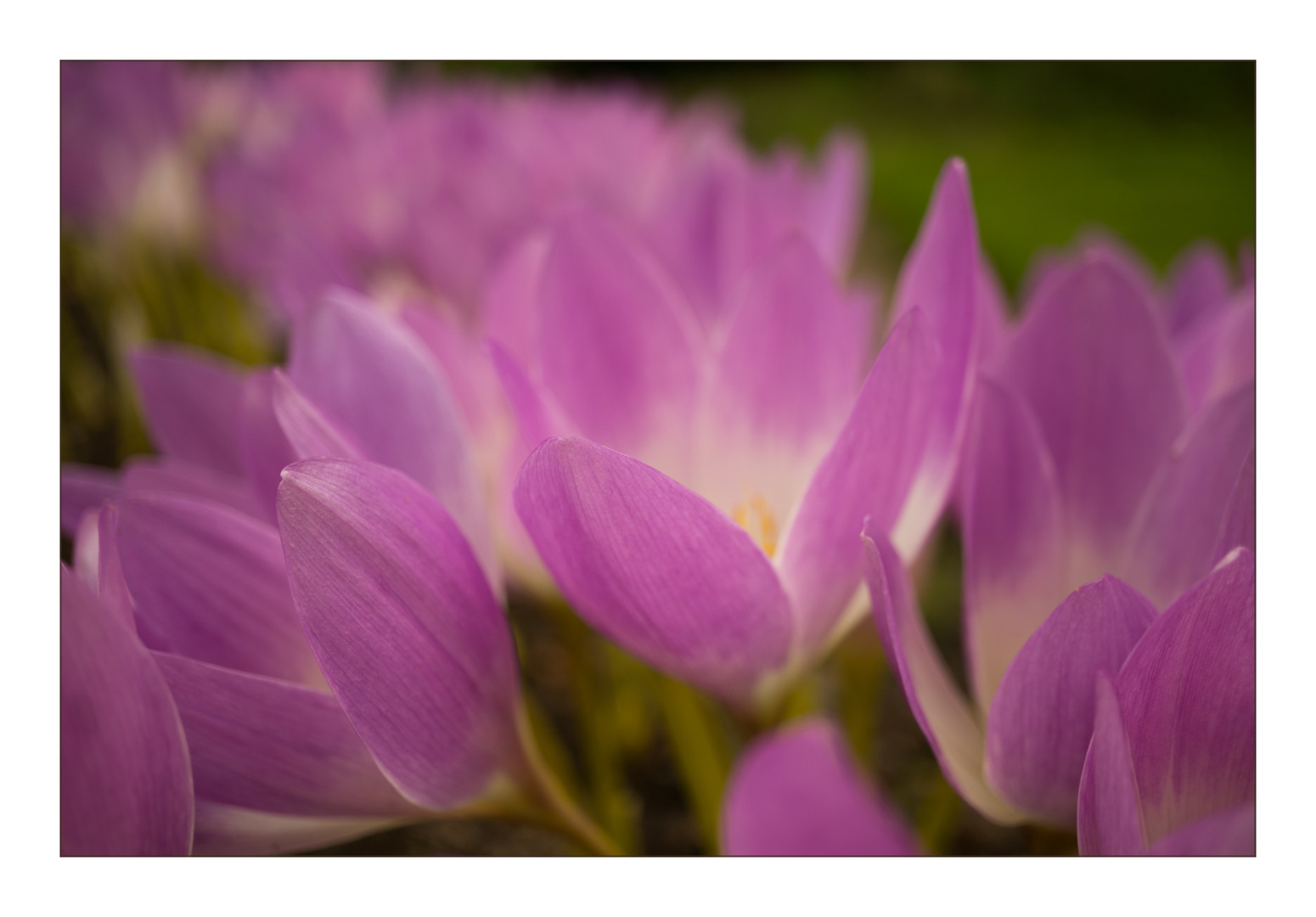  Autumn crocus