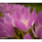  Autumn crocus