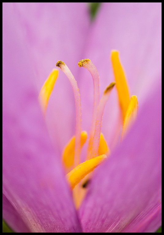 Autumn crocus (Colchicum autumnale)