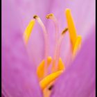 Autumn crocus (Colchicum autumnale)