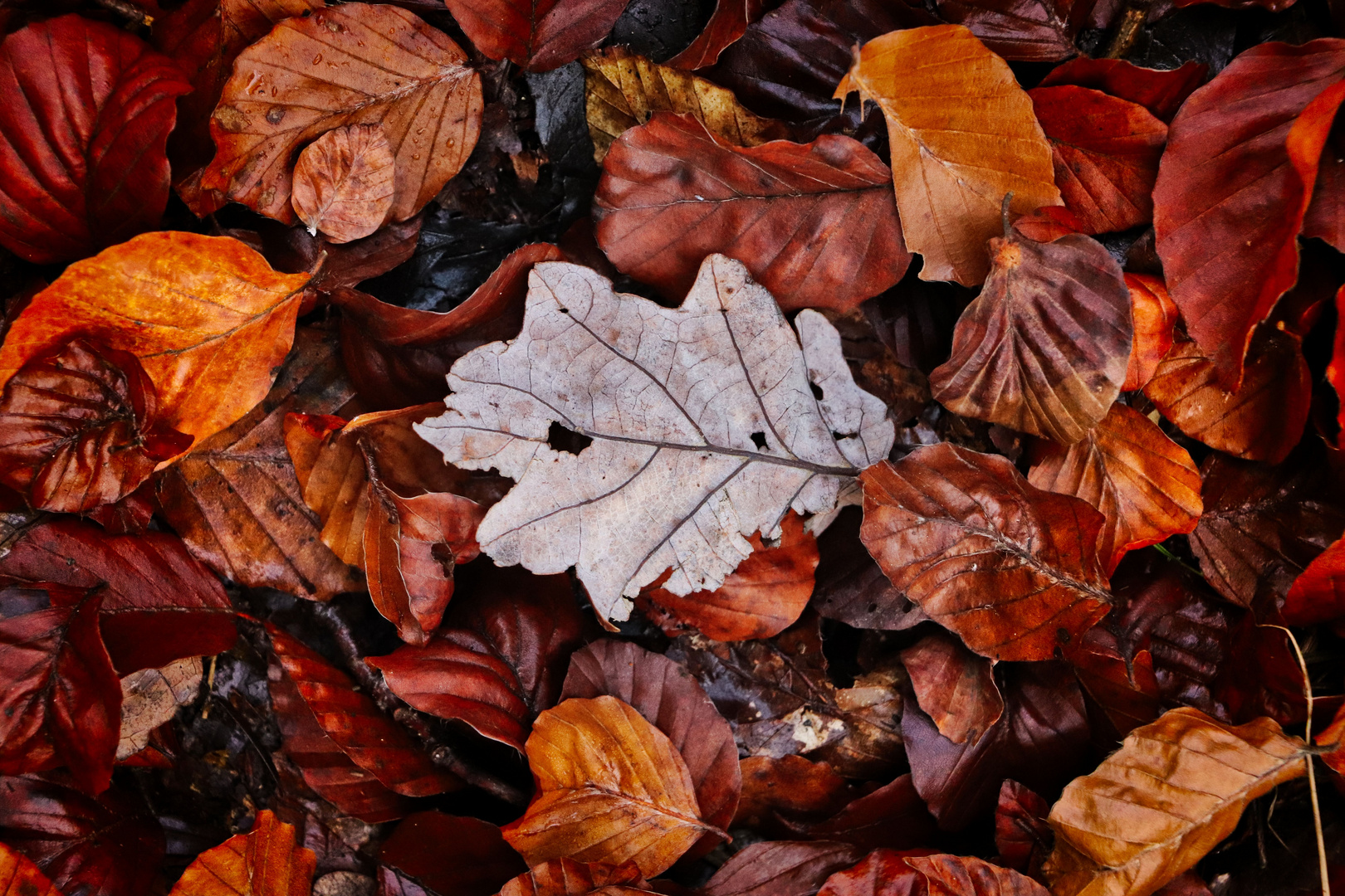 Autumn days