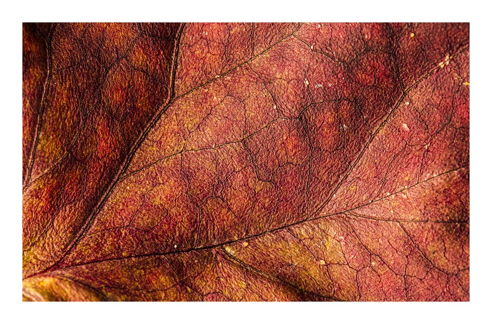 autumn detail .....