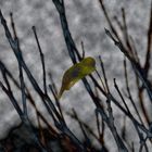 Autumn did its job... Almost... Nature is ready for winter...