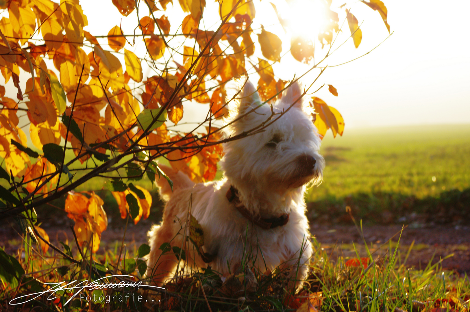 Autumn dog