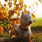 Autumn dog