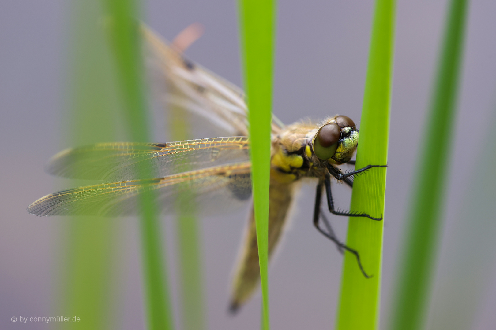 Autumn Dragonfly