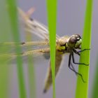 Autumn Dragonfly