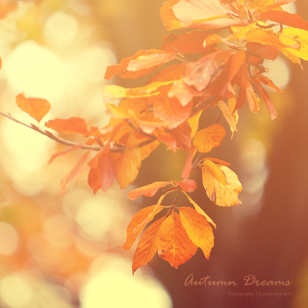 Autumn Dream