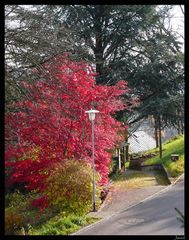 autumn driveway