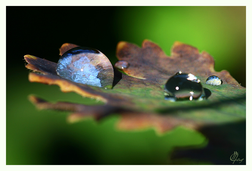 ...autumn drops...