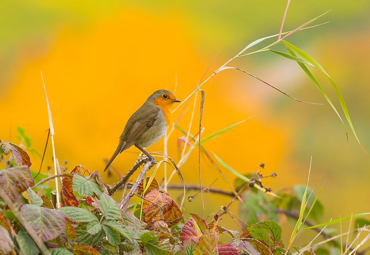 Autumn