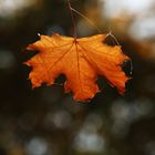 Autumn - Erfurt, Thüringen, Germany