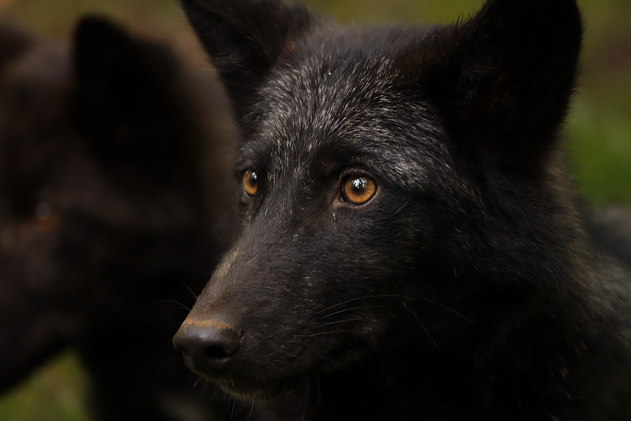 Autumn Eyes