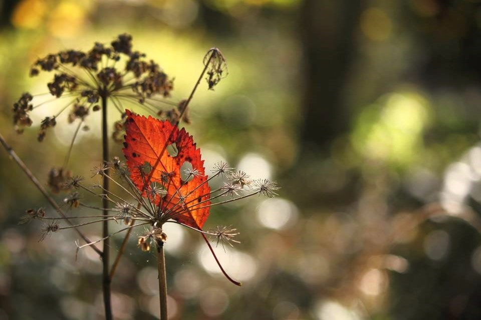 Autumn eyes 