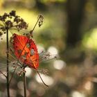 Autumn eyes 