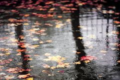 autumn