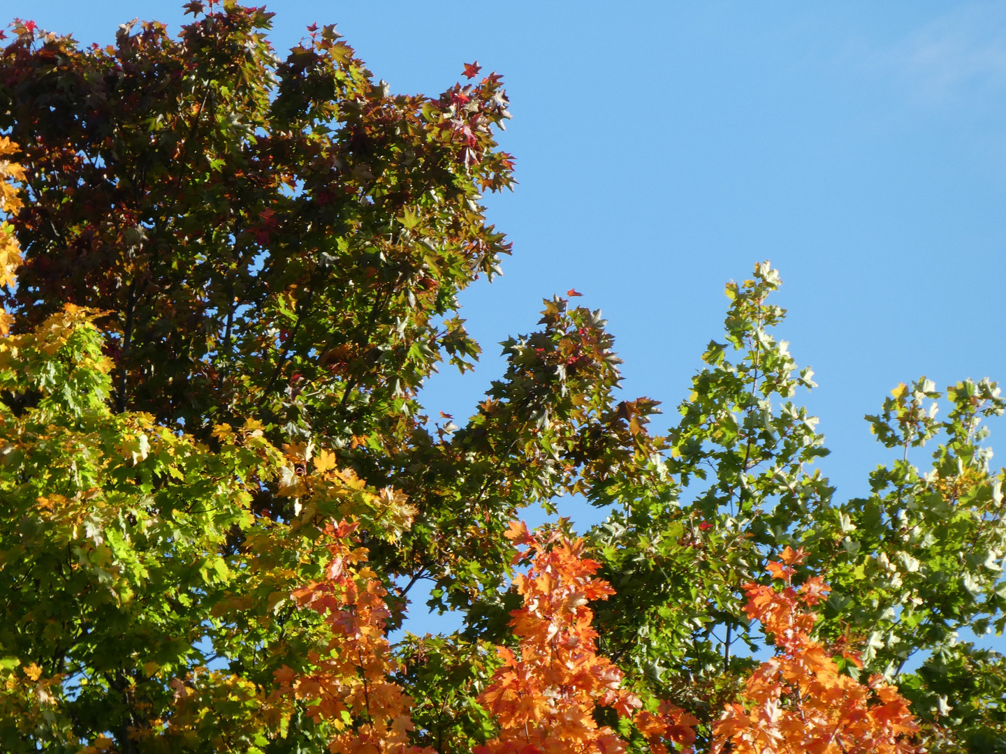 Autumn Family