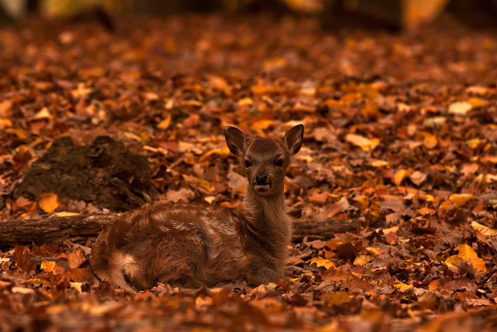 Autumn fawn