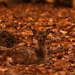 Autumn fawn