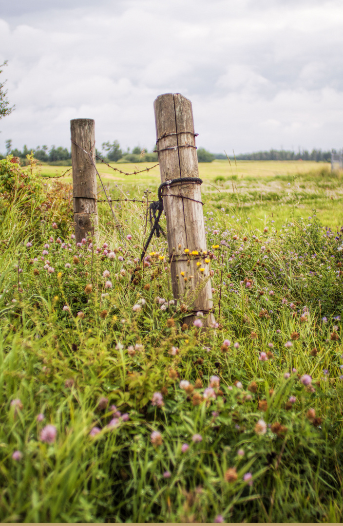 Autumn Fence