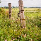 Autumn Fence